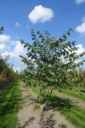 Cercis-siliquastrum-meerstam-250-300