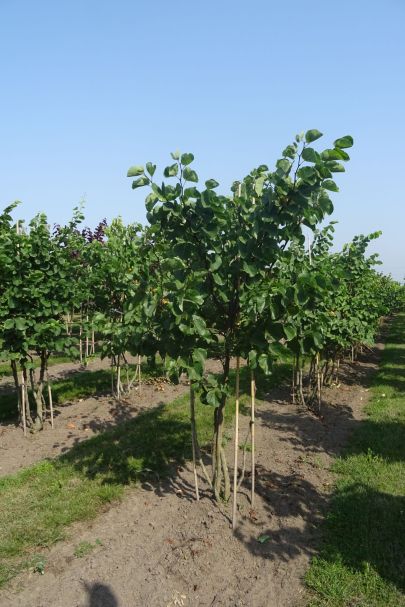 Cercis siliquastrum MRSTAM