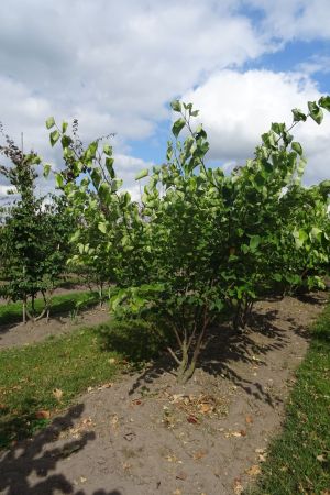 Cercis-siliquastrum-meerstam-175-200