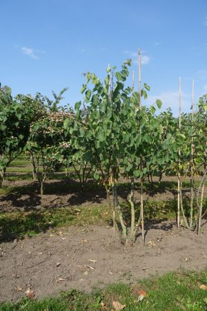 Cercis-siliquastrum-meerstam-200-250-3
