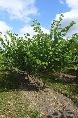 Cercis-siliquastrum-meerstam-200-250-4
