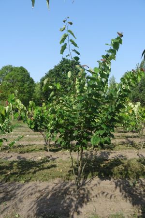 Cercis-siliquastrum-meerstam-200-250