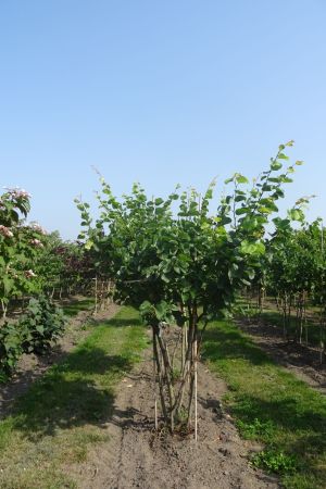 Cercis-siliquastrum-meerstam-250-300