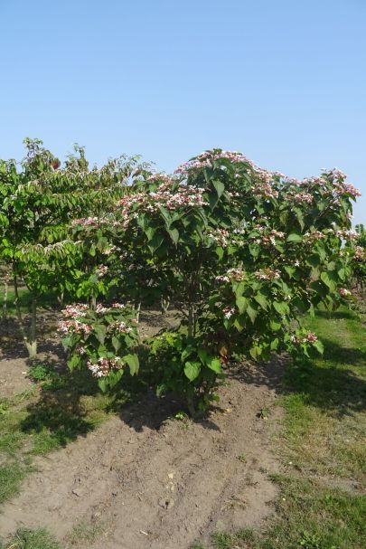 Clerodendrum trichotomum MRSTAM