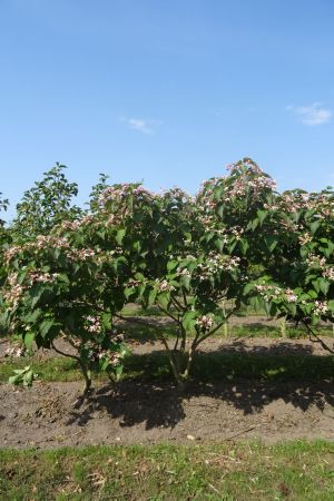 Clerodendrum-trichotomum-meerstam-200-250