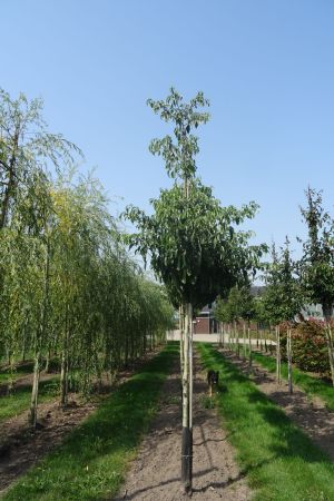 Cornus-controversa-ho-16-20-2