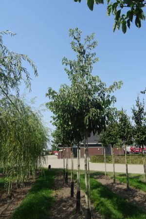 Cornus-controversa-ho-16-20