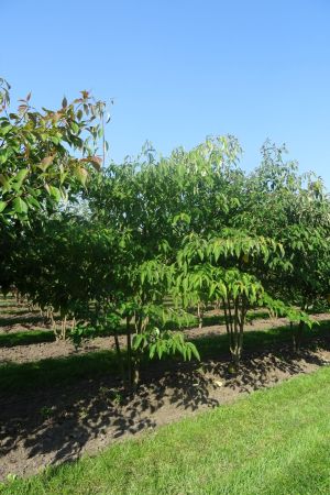 Cornus-controversa-meerstam-200-250-2