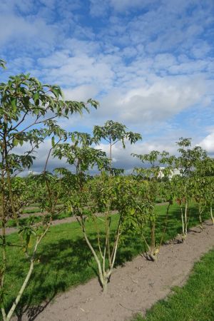 Cornus-controversa-meerstam-200-250