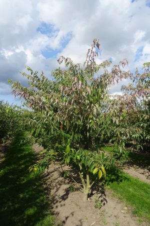 Cornus-controversa-meerstam-250-300-3