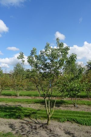 Cornus-controversa-meerstam-250-300-4