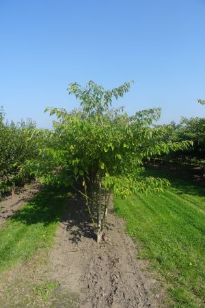 Cornus-controversa-meerstam-250-300-6