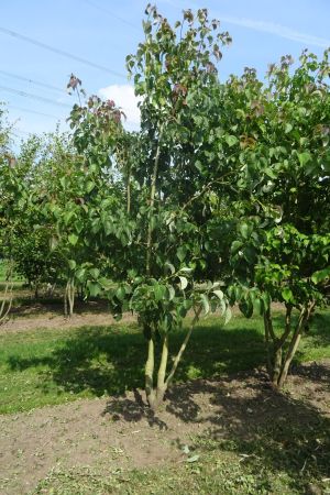 Cornus-controversa-meerstam-300-350-2