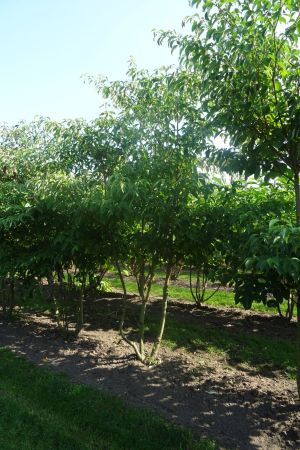 Cornus-controversa-meerstam-300-350-4