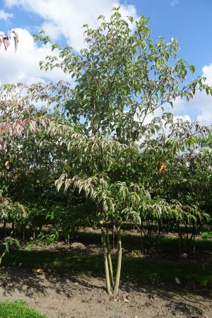 Cornus-controversa-meerstam-350-400-2