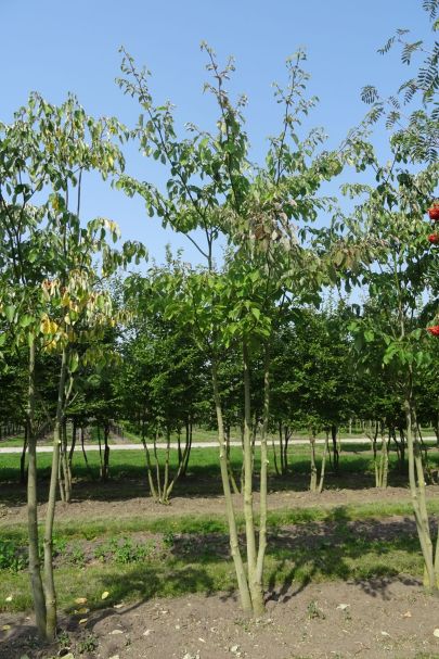 Cornus controversa MRSTAM