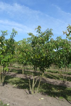 Cornus-controversa-meerstam-200-250