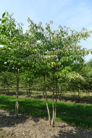 Cornus-controversa-meerstam-250-300-2