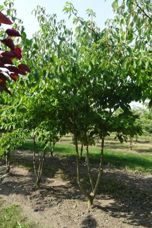 Cornus-controversa-meerstam-250-300-3