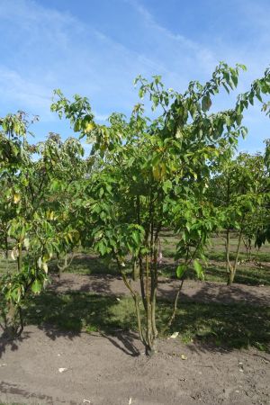 Cornus-controversa-meerstam-250-300-4