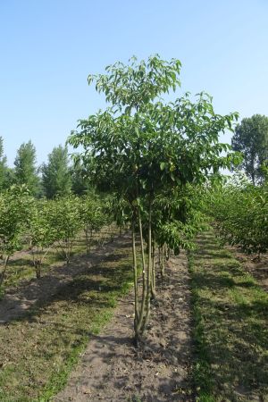Cornus-controversa-meerstam-250-300