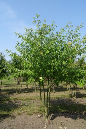 Cornus-controversa-meerstam-300-350-2