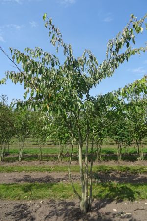 Cornus-controversa-meerstam-300-350-3