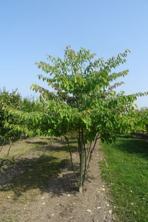 Cornus-controversa-meerstam-300-350