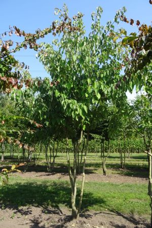 Cornus-controversa-meerstam-350-400-2