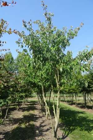 Cornus-controversa-meerstam-350-400