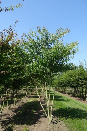 Cornus-controversa-meerstam-400-450-2