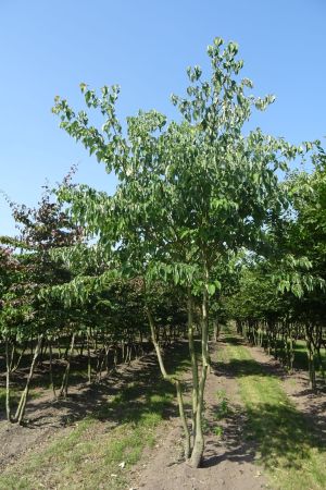 Cornus-controversa-meerstam-400-450