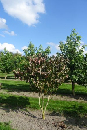 Cornus-florida-meerstam-175-200