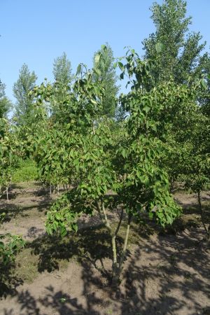 Cornus-k-China-Girl-meerstam-200-250