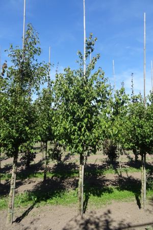 Cornus-kousa-halfstam-12-14-2