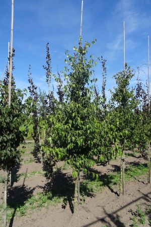 Cornus-kousa-halfstam-12-14