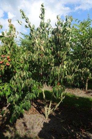 Cornus-k-Chinensis-meerstam-200-250-2