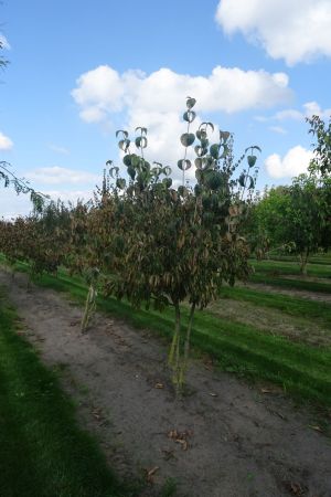 Cornus-k-Chinensis-meerstam-200-250-3