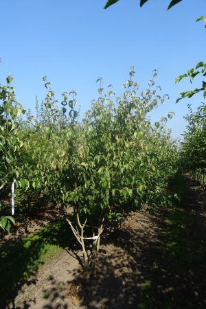 Cornus-k-Chinensis-meerstam-200-250-4