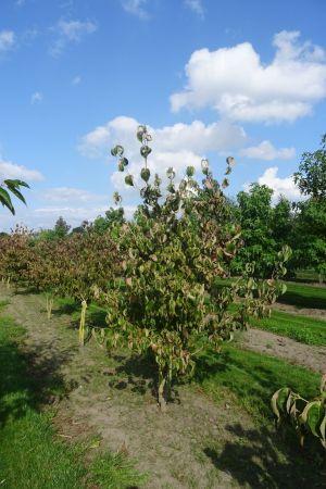 Cornus-k-Chinensis-meerstam-200-250