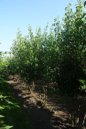 Cornus-k-Chinensis-meerstam-250-300-2