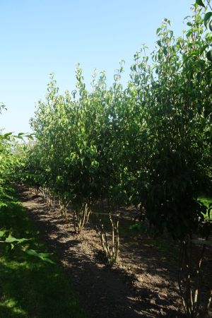 Cornus-k-Chinensis-meerstam-250-300-3