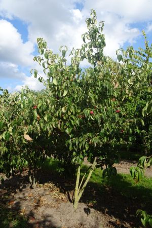 Cornus-k-Chinensis-meerstam-250-300