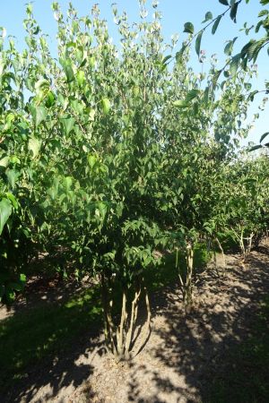 Cornus-k-Chinensis-meerstam-300-350