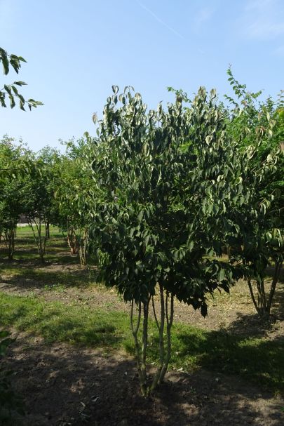 Cornus kousa chinensis MRSTAM