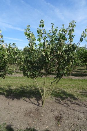 Cornus-k-Chinensis-meerstam-200-250-2
