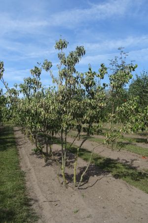 Cornus-k-Chinensis-meerstam-200-250