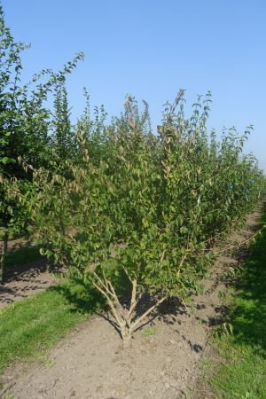 Cornus-mas-meerstam-200-250-2