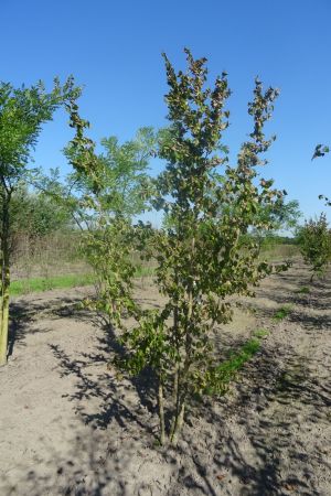 Cornus-mas-meerstam-200-250-3