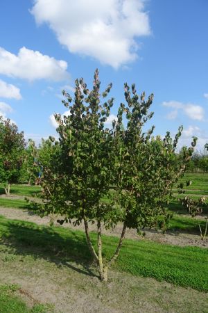 Cornus-mas-meerstam-250-300-2